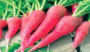 Red Radish Cultivation