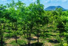 Sandalwood cultivation