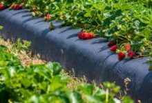 Strawberry cultivation