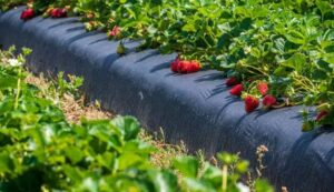 Strawberry cultivation