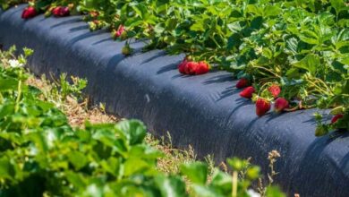 Strawberry cultivation