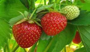 Strawberry Cultivation