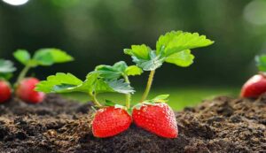 Strawberry farming