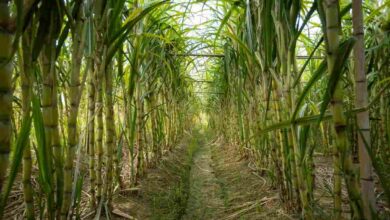 Sugarcane farming tips