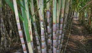 Sugarcane cultivation