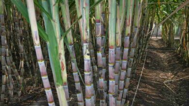 Sugarcane cultivation