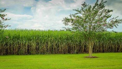 Sugarcane farming