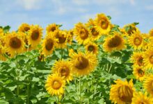 Sunflower farming