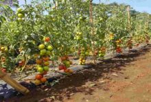 Tomato farming