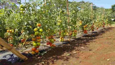 Tomato farming