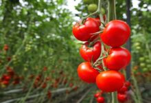 Tomato cultivation