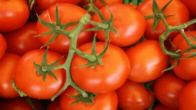 Tomato cultivation