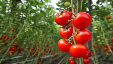 Tomato cultivation