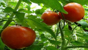 Tomato cultivation