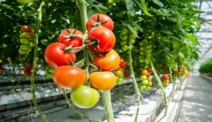 Tomato cultivation: