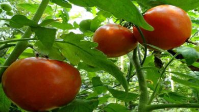 Tomato cultivation