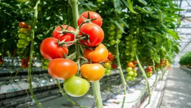 Tomato cultivation: