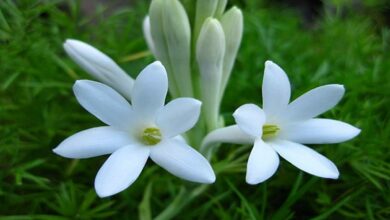 Tuberose cultivation