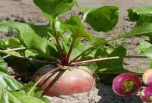 Turnip cultivation