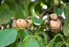 Walnut farming tips