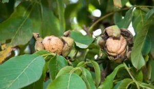 Walnut farming tips