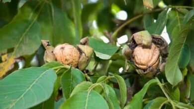 Walnut farming tips