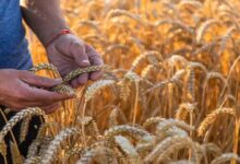 Wheat cultivation