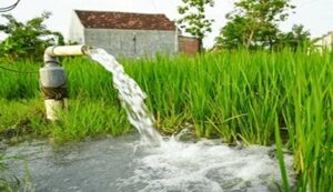 Wheat irrigate