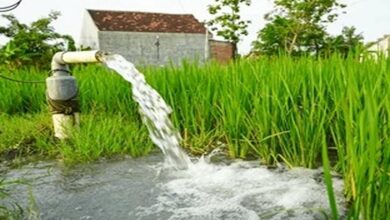 Wheat irrigate