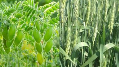 Wheat-gram crop