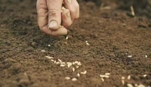 Wheat sowing