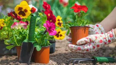 Winter gardening tips