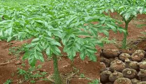 Yam Cultivation