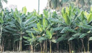 Banana farming