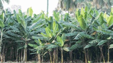 Banana farming