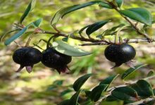 Black guava farming