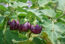 Brinjal cultivation