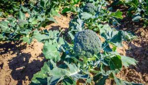 Broccoli cultivation