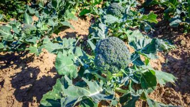 Broccoli cultivation