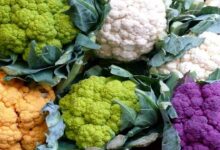 Cauliflower farming