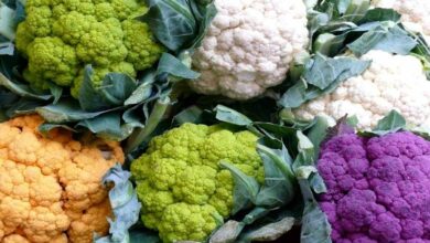 Cauliflower farming