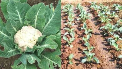 Cauliflower cultivation