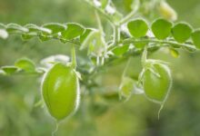 Chickpea crop