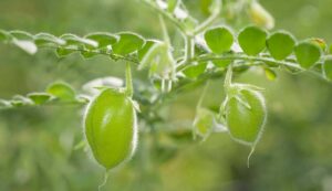 Chickpea crop