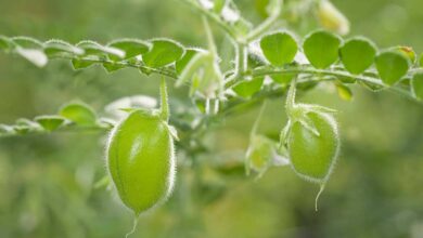 Chickpea crop