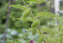 Chickpea crop