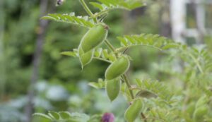 Chickpea crop