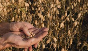 Chickpea crop