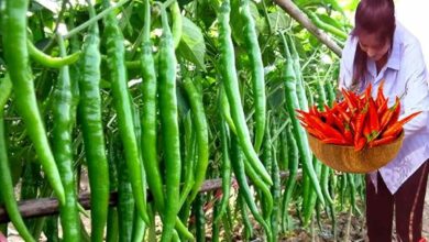 Chilli cultivation