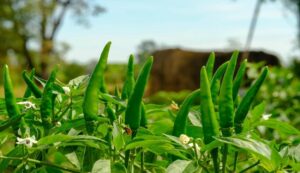 Chilli farming